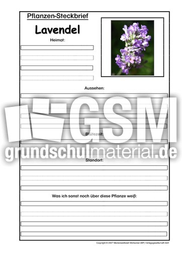 Pflanzensteckbrief-Lavendel.pdf